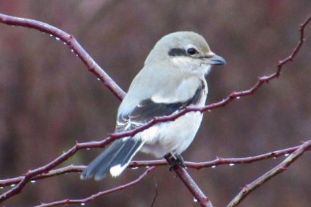 Northern Shrike along the Annapolis County Raoil Trail on Nov. 25, 2019 - Larry Neily